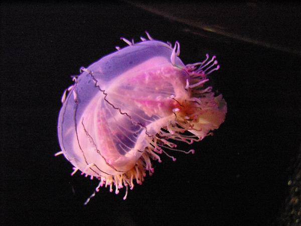 Ngủ mơ thấy con sứa có ý nghĩa điềm báo gì